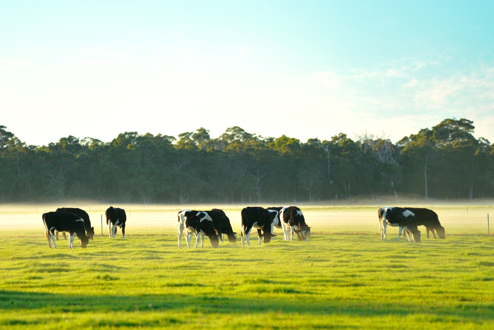 Best Braided Fence Line for Cows. dairy cattle in foggy morning on Australian farm