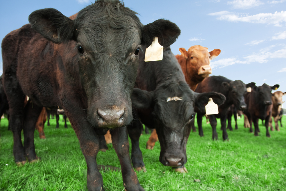 Closeup of beef cow with other cattle in background