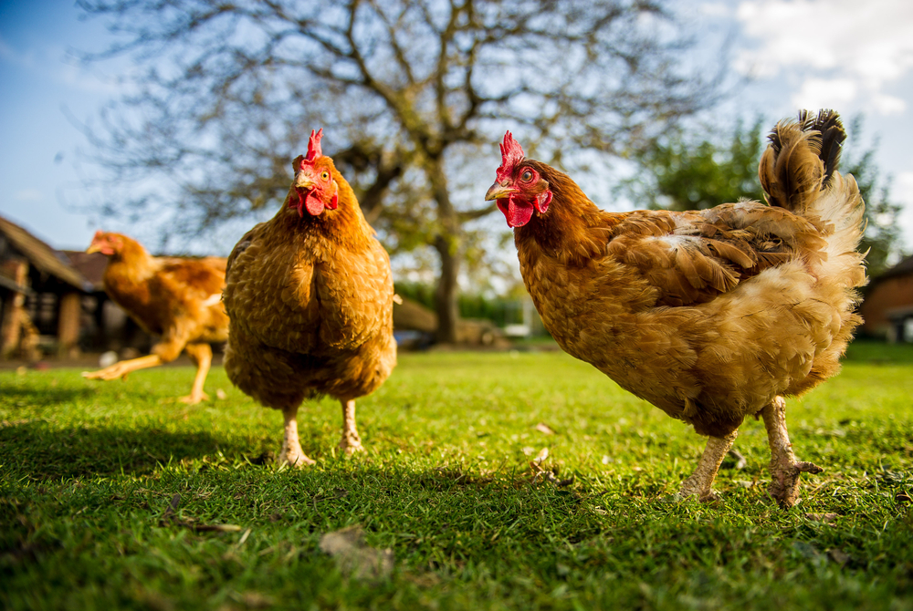 Electric Poultry Netting Explained Keeping Your Flock Safe - traditional poultry farm