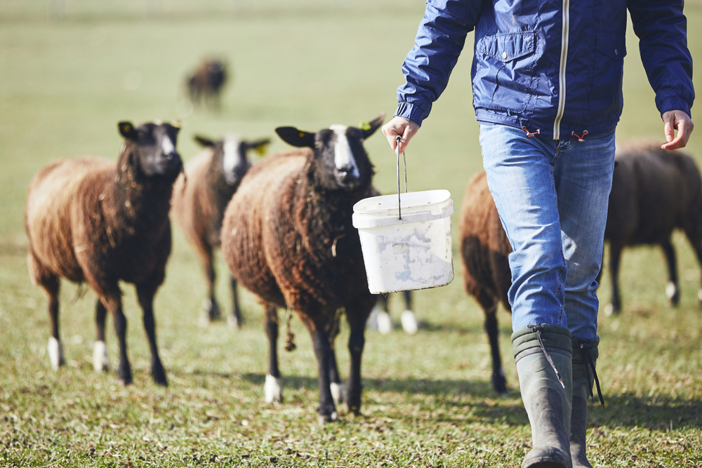 Sunny morning on the rural farm. Young farmer with bucket feeding herd of black and brown sheep. Fence for Cattle: