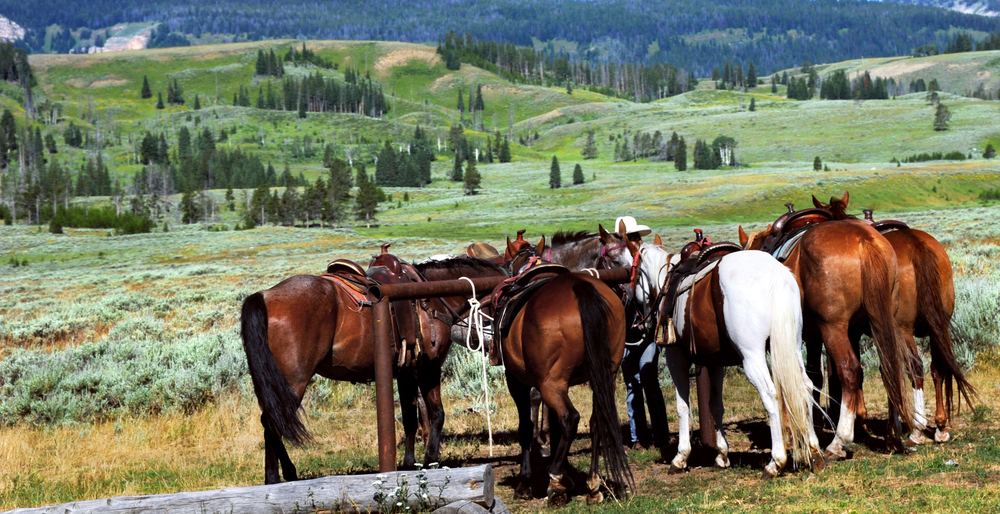 Fencing for Horses Safe and Sturdy PVC Options - Horses are tethered in Yellowstone National Park