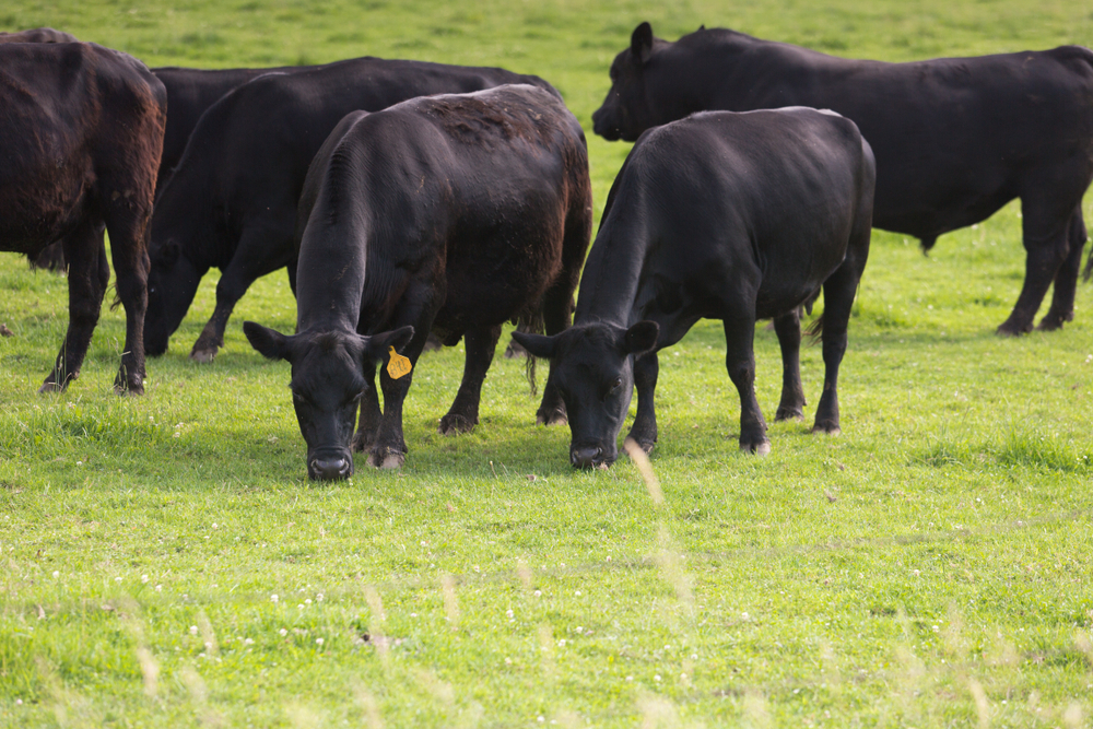 Black angus cows in a grassy field on a bright and sunny day