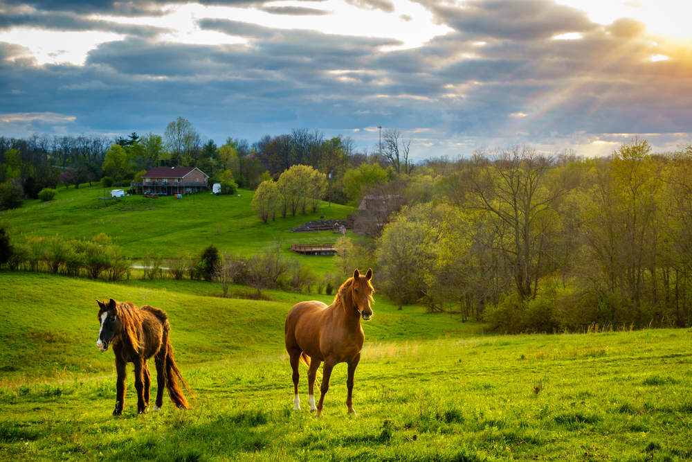 Horse Fencing Options: A Farmer’s Practical Guide