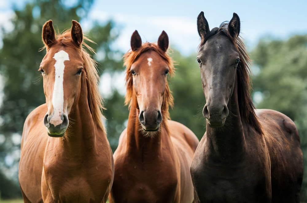 Group of three young horses on the pasture