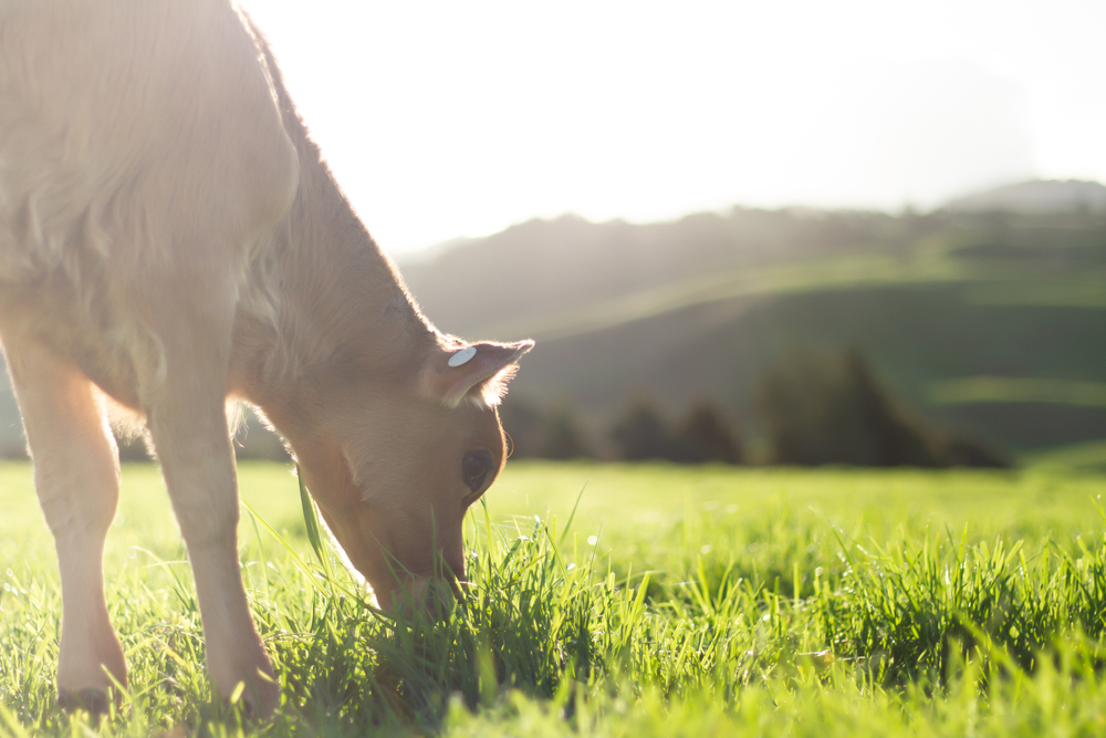 A young calf grazing on lush green grass. What Makes a Corner Bracket Strong