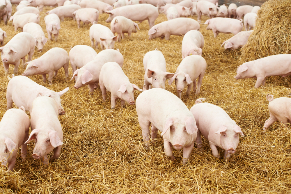 What is predation fence for - herd of young piglet on hay and straw at pig breeding farm