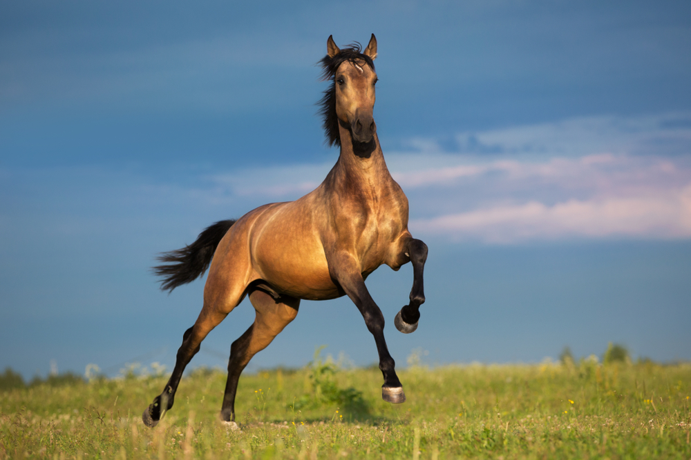 Horse Fence What You Need to Know Before Buying