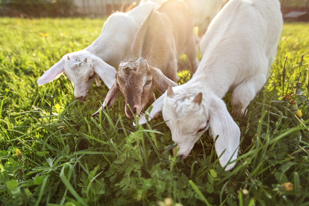 How to Prevent Escape with the Right Goat Fencing