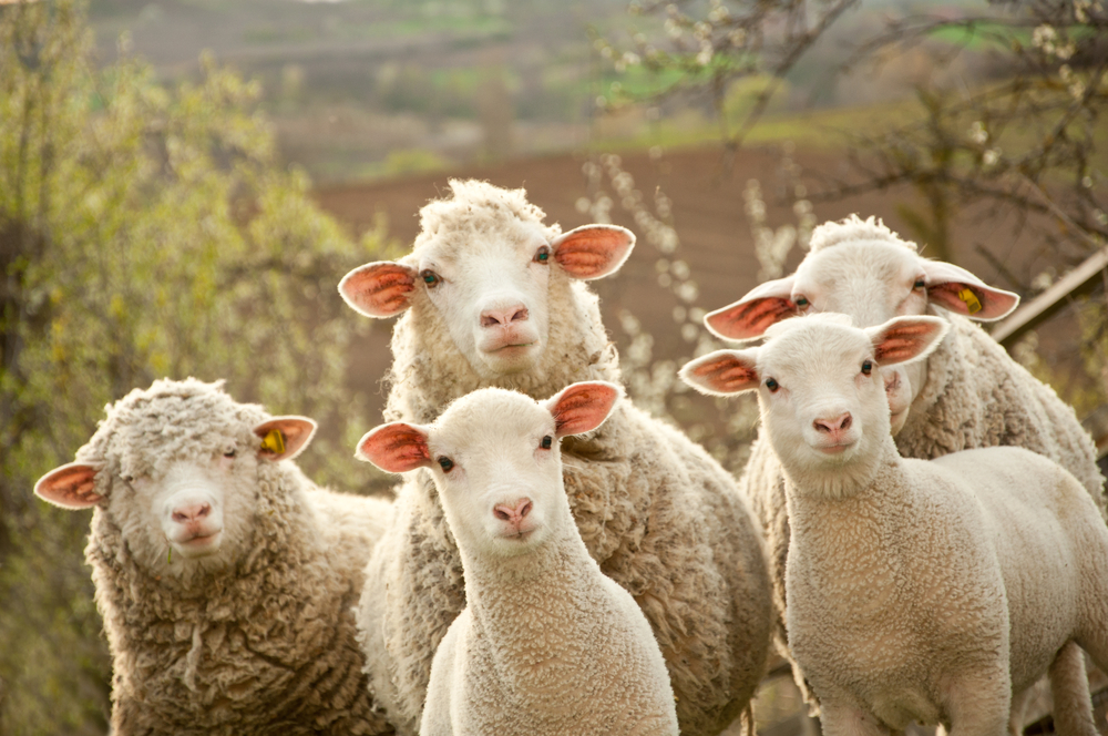 What Type of Sheep Fence Should You Use