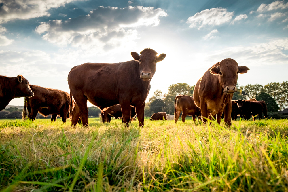 Why Cattle Wire Fence is a Great Choice for Farmers